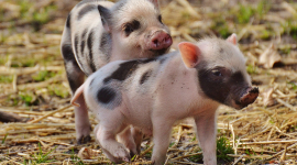 Премікс для свиней: оптимізація харчування для здоров'я та росту тварин