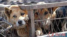 В Китае в погоне за мехом, с кошек и собак заживо снимают шкуру