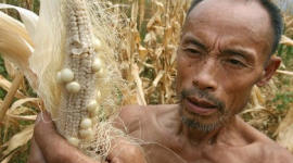 Сильна засуха на півночі Китаю загрожує дефіцитом зернових у країні
