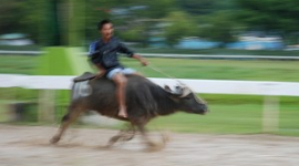 Перегони азіатських буйволів на острові Борнео