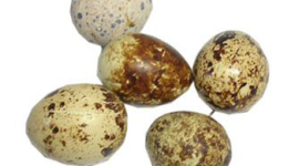 Що нам відомо про перепелячі яйця?
