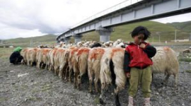 Открытие самой высокой железнодорожной линии в мире. Приподнимется ли занавес над Тибетом?
