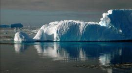 Антарктида: які істоти її населяють