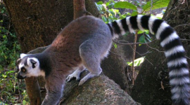 Мадагаскар — остров лемуров