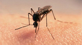 Чи небезпечні українські комарі?
