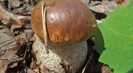 Вживання грибів для багатьох закінчується невдало, а для деяких - трагічно