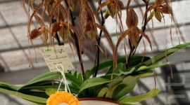 Всесвітня виставка орхідей відкрилася на Тайвані