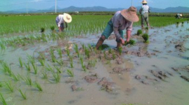 Генно-модифицированные продукты могут скоро из Китая хлынуть в другие страны