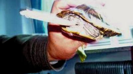 У провінції Цзілінь живе черепаха, що курить