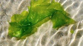 Зелёные морские водоросли обладают потенциалом для завоевания индустрии биотоплива 