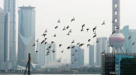 В Гуанчжоу скончался мужчина, предположительно от птичьего гриппа