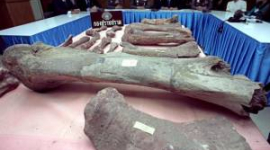 У Німеччині знайдено останки карликових динозаврів
