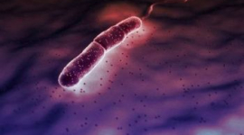 Маріуполь – кількість хворих на холеру зростає