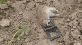 В Китае случилось небывалое нашествие грызунов