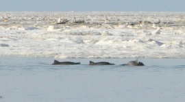 Около 100 дельфинов застряли во льдах в Крыму 