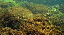 В прибрежных водах Сицилии появились «водоросли-убийцы»