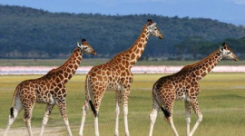 Жираф - самое высокое животное