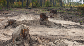 Частину Пуща-Водицького лісу вирубають, щоб побудувати елітне житло — екологи