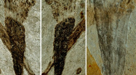 Найдены древнейшие в мире окаменелости живых существ