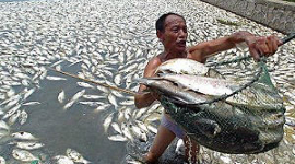 Массовая гибель рыбы произошла в озере Гуаньцяо
