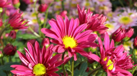 Фотоогляд: Кримські квіти у всій красі. Частина 2