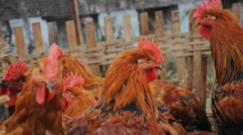 Сотни домашних птиц умерли от птичьего гриппа в Синьцзяне