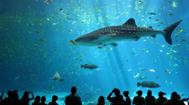 Найбільша у світі риба — китова акула