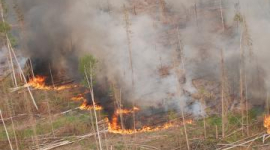 Величезна площа лісу охоплена вогнем у Красноярському краї