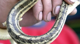 У Китаї знайдено змію з двома лапками