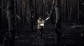 Чорнобильські ліси виявились «законсервованими» через радіацію — американський вчений
