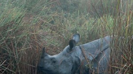 Публичный протест из-за браконьеров в Казиранге
