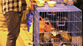 У Китаї тисячу кошенят врятували від з’їдання