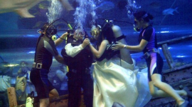 Фотоогляд: Свідки одруження - підводні мешканці та море