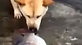 Пес, що рятує рибу, став зіркою YouTube