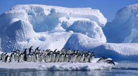 Пінгвіни — найбільш загартовані птахи