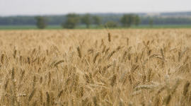 Україна прагне стати одним з перших виробників зерна світу