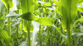 Фермеры Германии протестуют против модифицированной кукурузы