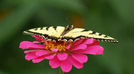 Цікаві факти про метеликів: швидше, дальше, яскравіше