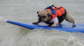 Собаки-серфингисты – лови волну!