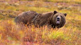 Канадські дослідники визначають місцезнаходження популяцій ведмедів гризлі за допомогою супутників