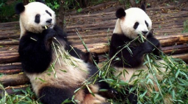 В крупнейшем в мире заповеднике панд в Китае после землетрясения удалось спасти только половину животных