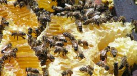 Почему так ценен пчелиный мёд?