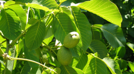 Чим корисне листя волоського горіха
