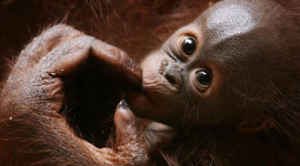 Последние убежище орангутангов находится в опасности (фотообзор)