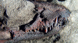 Вчені знайшли рештки крокодила з головою динозавра