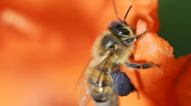 В США сталась масова загибель бджіл