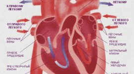 Робота серця: принцип гідроудару