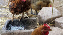 В Китае есть подозрения о появлении птичьего гриппа, опасного для человека