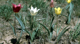 Дикие тюльпаны — драгоценные камни  степи