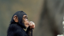 Вирус иммунодефицита обезьян существовал миллион лет назад? 
